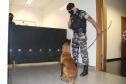 Polícia Científica e BOPE treinam cães de faro para encontrar novas drogas que estão em circulação