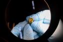 Polícia Científica alcança 500 matches: Paraná é 2º estado que mais detectou compatibilidade balística no País