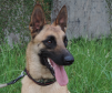 Com nome inspirado na técnica, Raman é o 1º integrante canino da Polícia Científica
