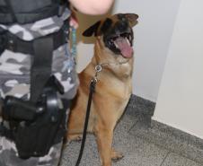 Polícia Científica e BOPE treinam cães de faro para encontrar novas drogas que estão em circulação