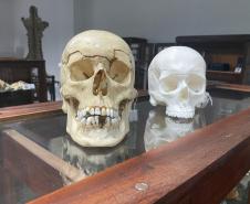 Réplica em 3D de crânio é a novidade no acervo do Museu Paranaense de Ciências Forenses