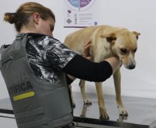 Seção de Crimes Ambientais da Polícia Científica já emitiu mais de mil requisições de exames periciais