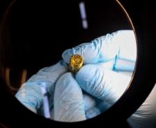 Polícia Científica alcança 500 matches: Paraná é 2º estado que mais detectou compatibilidade balística no País