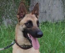 Com nome inspirado na técnica, Raman é o 1º integrante canino da Polícia Científica
