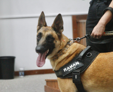 Cão da Polícia Científica detecta vestígios de sangue que olho humano não encontra