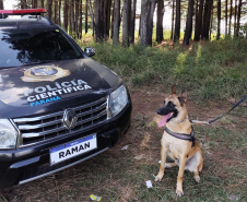 Cão da Polícia Científica detecta vestígios de sangue que olho humano não encontra