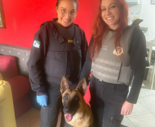 Cão da Polícia Científica detecta vestígios de sangue que olho humano não encontra