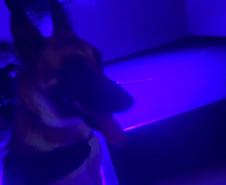 Cão da Polícia Científica detecta vestígios de sangue que olho humano não encontra