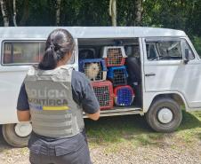 PCPR e PCIPR resgatam 50 cães em situação de maus-tratos em Piraquara