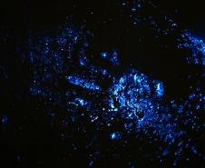 Luminol reforça atuação da Polícia Científica do Paraná a identificar vestígios ocultos