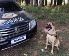 "Cão perito" do Paraná é um dos únicos especialistas em detecção de vestígios de sangue no Brasil