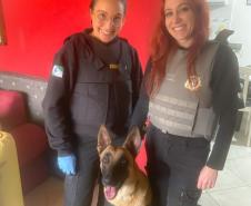 "Cão perito" do Paraná é um dos únicos especialistas em detecção de vestígios de sangue no Brasil