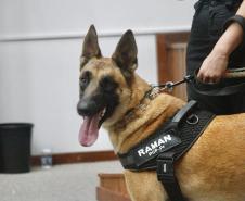 "Cão perito" do Paraná é um dos únicos especialistas em detecção de vestígios de sangue no Brasil