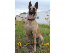 "Cão perito" do Paraná é um dos únicos especialistas em detecção de vestígios de sangue no Brasil