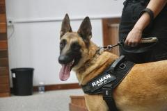 "Cão perito" do Paraná é um dos únicos especialistas em detecção de vestígios de sangue no Brasil