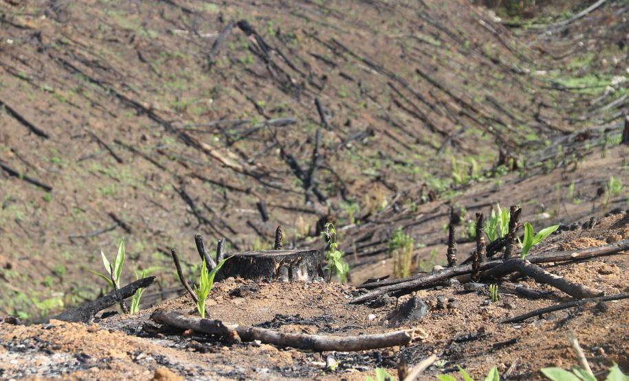 Seção de Crimes Ambientais da Polícia Científica fortalece proteção da fauna e da flora no Paraná