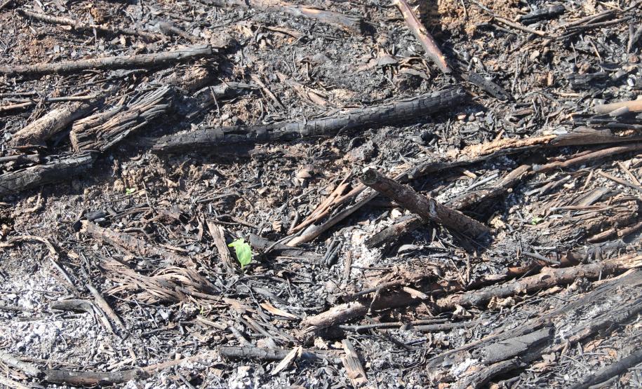 Seção de Crimes Ambientais da Polícia Científica fortalece proteção da fauna e da flora no Paraná
