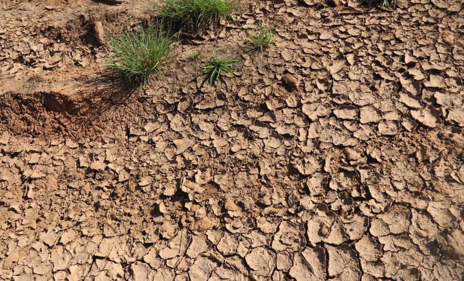 Seção de Crimes Ambientais da Polícia Científica fortalece proteção da fauna e da flora no Paraná