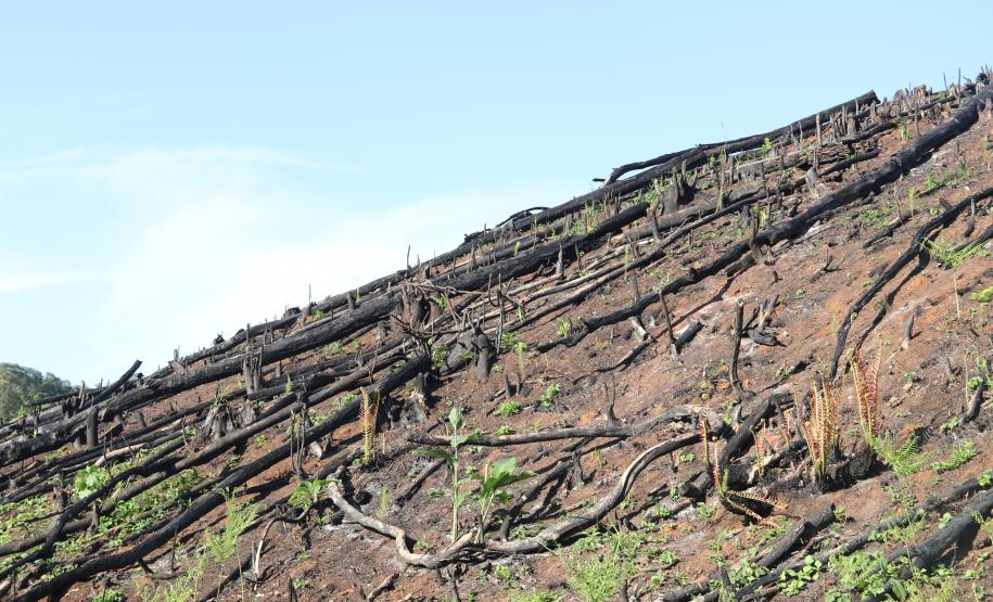 Seção de Crimes Ambientais da Polícia Científica fortalece proteção da fauna e da flora no Paraná