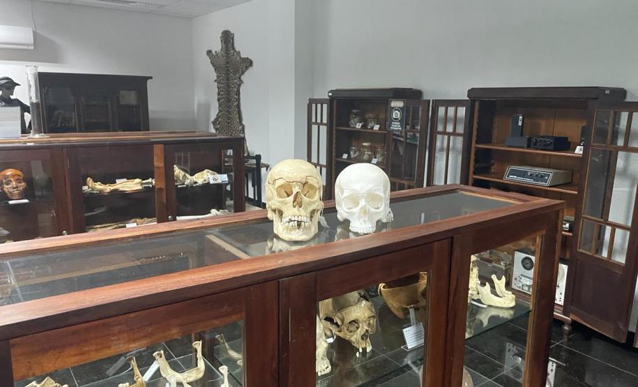 Réplica em 3D de crânio é a novidade no acervo do Museu Paranaense de Ciências Forenses