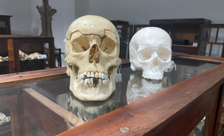 Réplica em 3D de crânio é a novidade no acervo do Museu Paranaense de Ciências Forenses