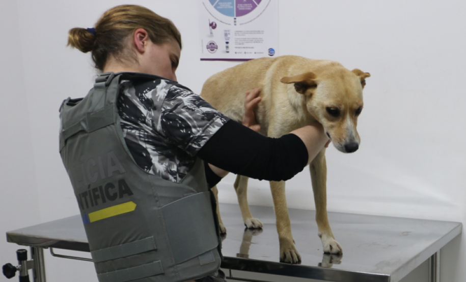 Seção de Crimes Ambientais da Polícia Científica já emitiu mais de mil requisições de exames periciais