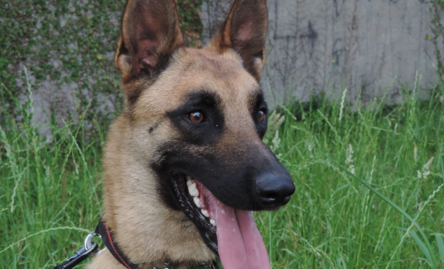 Com nome inspirado na técnica, Raman é o 1º integrante canino da Polícia Científica