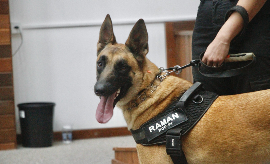Cão da Polícia Científica detecta vestígios de sangue que olho humano não encontra
