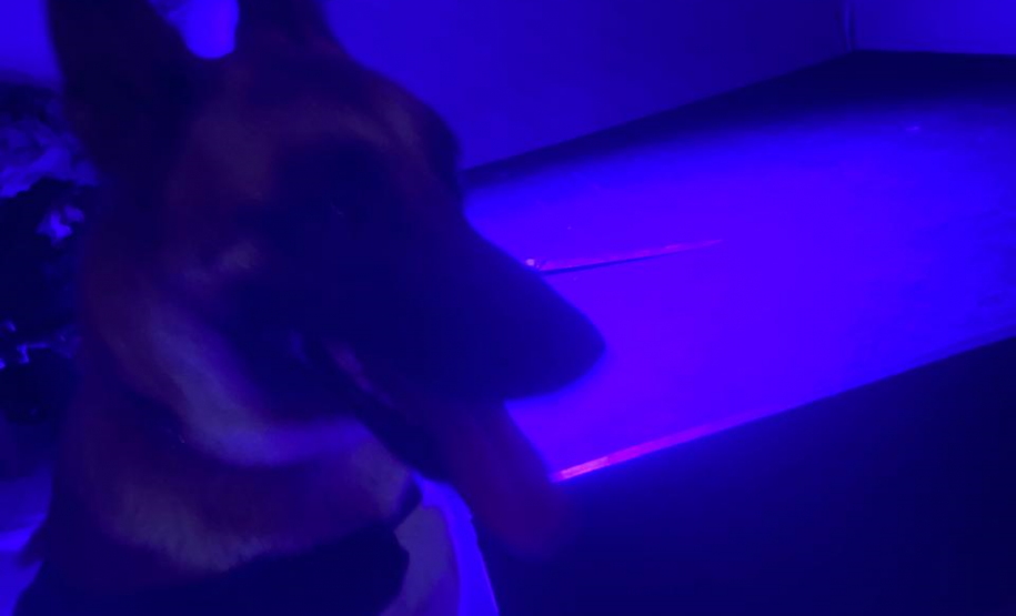 Cão da Polícia Científica detecta vestígios de sangue que olho humano não encontra