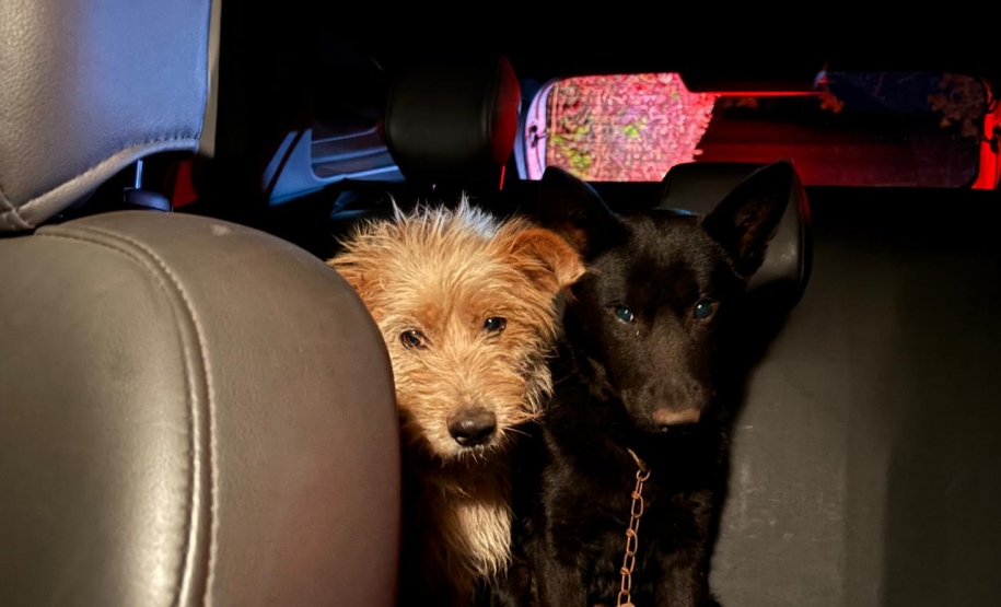 Perita da Polícia Científica do Paraná resgata animais após acidente com vítimas fatais