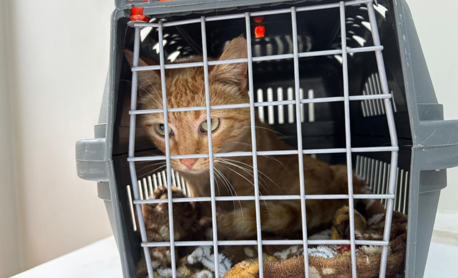 Perita da Polícia Científica do Paraná resgata animais após acidente com vítimas fatais