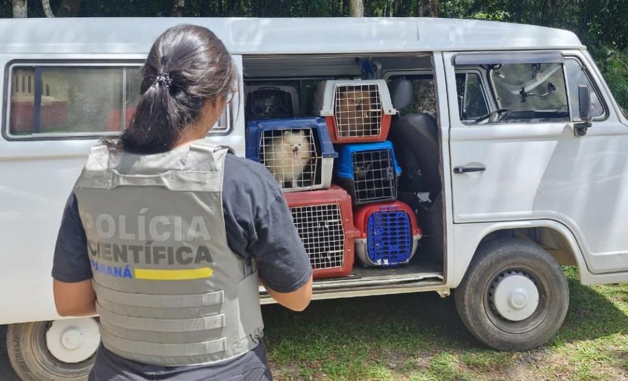PCPR e PCIPR resgatam 50 cães em situação de maus-tratos em Piraquara