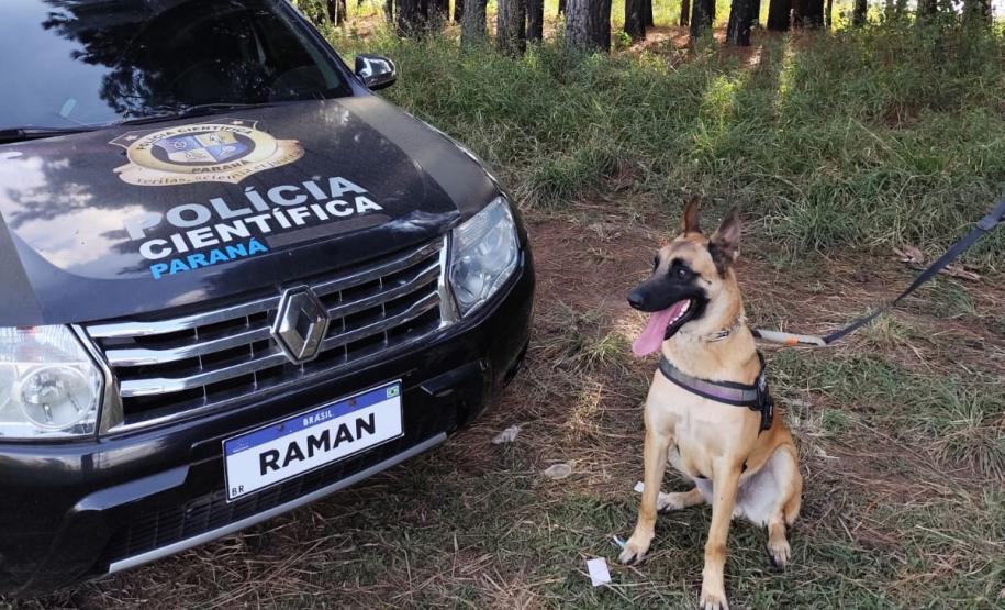 "Cão perito" do Paraná é um dos únicos especialistas em detecção de vestígios de sangue no Brasil