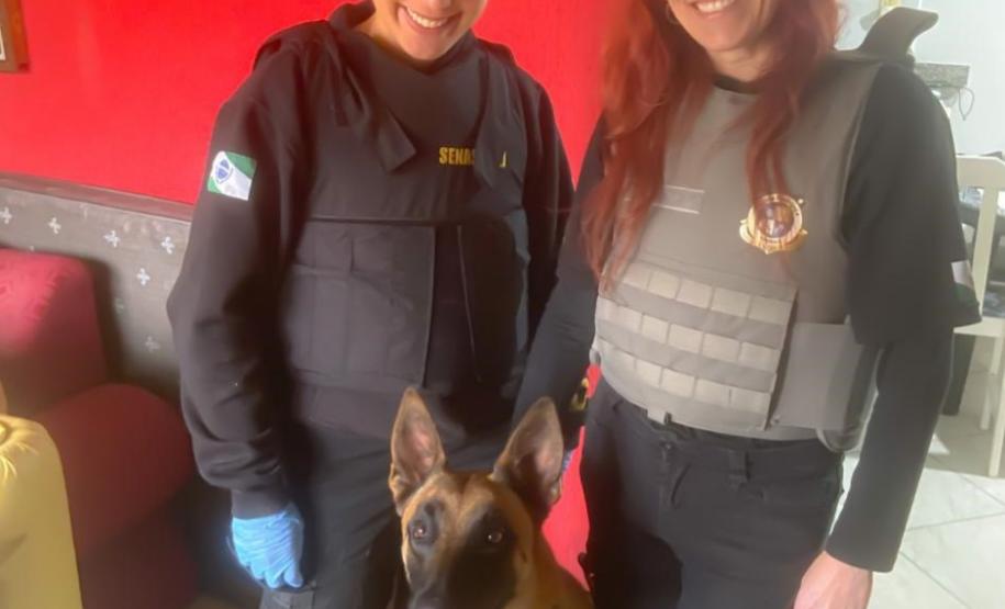 "Cão perito" do Paraná é um dos únicos especialistas em detecção de vestígios de sangue no Brasil