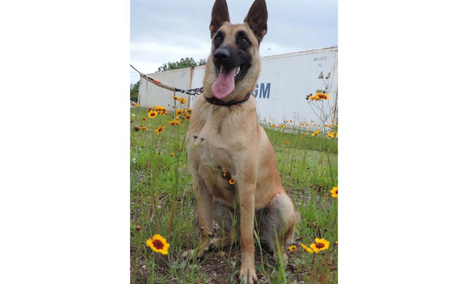 "Cão perito" do Paraná é um dos únicos especialistas em detecção de vestígios de sangue no Brasil